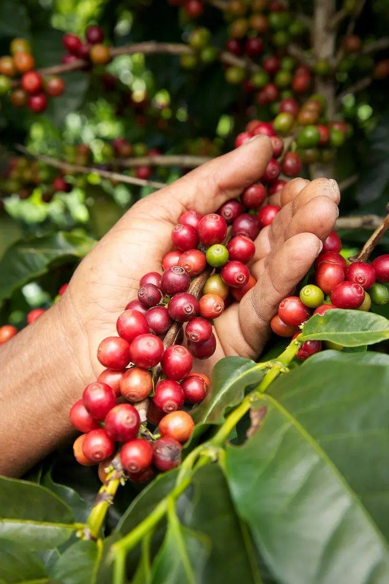 Ethiopian Sidama